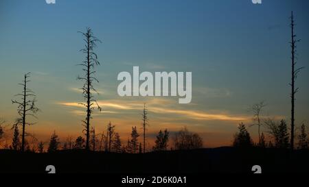 Nuvole stratosferiche polari su silhouette di alberi in Svezia. Foto Stock