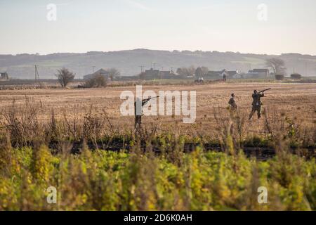 Caccia al fagiano guidato nel Lancashire, Inghilterra Foto Stock
