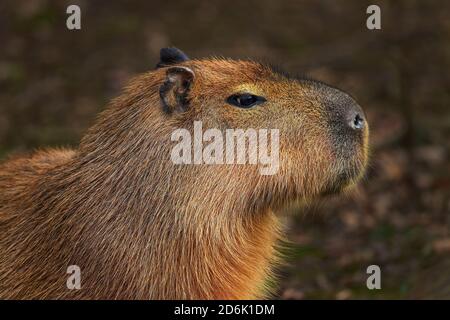 Capybara - Hydrochoerus hydrochaeris, ritratto di roditore gigante da savana sudamericana, paludi e praterie, Brasile. Foto Stock