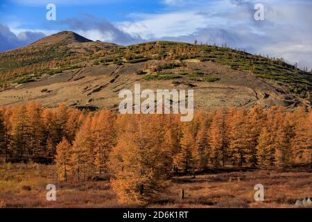 Colline basse e luminose nella tundra, coperte di erba e alberi colorati. Tundra russa Foto Stock