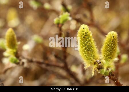 Catkins di Salix lanata, il wolly willow. Foto Stock