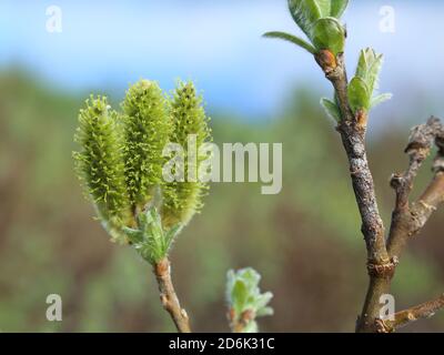 Catkins di Salix lanata, il wolly willow. Foto Stock