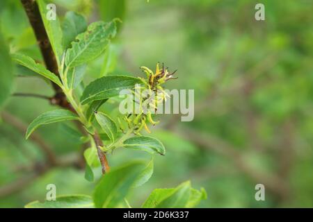 Catkin di Salix mirsinifolia, il salice lievitato dalla mirsina. Foto Stock