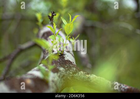 Germogli di Salix mirsinifolia, il salice lievitato dalla mirsina, che cresce da un albero caduto. Foto Stock