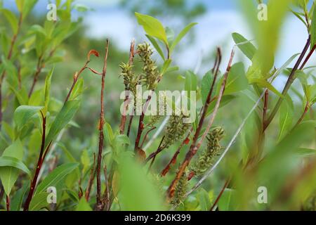 Catkins di Salix phylicifolia, il salice lievitato di tè. Foto Stock