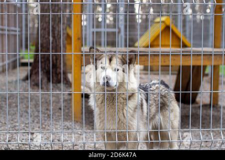 Un pastore malamuto dell'Alaska bello e gentile siede in un contenitore Foto Stock