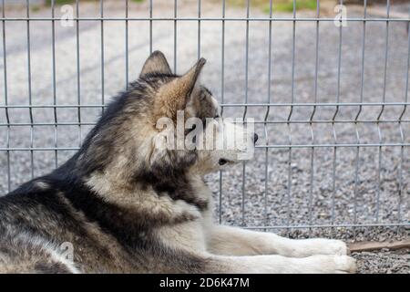 Un pastore malamuto dell'Alaska bello e gentile siede in un contenitore Foto Stock