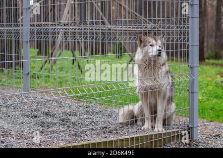 Un pastore malamuto dell'Alaska bello e gentile siede in un contenitore Foto Stock