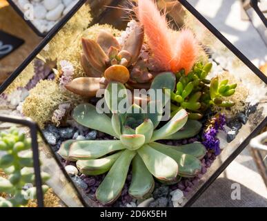 Composizione dei loro diversi tipi di cactus in un bicchiere contenitore Foto Stock