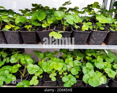 Piantine di fragole in contenitori di plastica sono sui ripiani Foto Stock