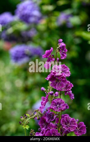 Malva sylvestris var mauritiana Mystic Merlin, French Mallow, fiori viola, fioritura, biennale, perenne, giardino, RM Floral Foto Stock