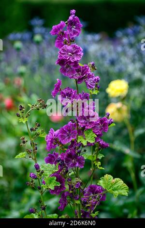 Malva sylvestris var mauritiana Mystic Merlin, French Mallow, fiori viola, fioritura, biennale, perenne, giardino, RM Floral Foto Stock