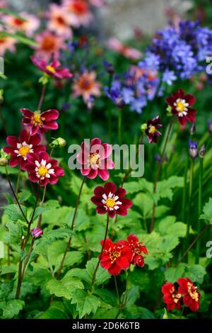 Dahlia notte Butterfly,collarette dalie,viola bianco a base di mirtillo palustre increspato fiori,fioritura,fiore,dahlia,RM Floral Foto Stock