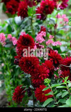 Dahlia Red Runner,fiori rossi doppi,fiore,fioritura,fiori rosa diascia,mix,shceme piantato misto,perenni,annuali,fiori selvatici,RM Floral Foto Stock