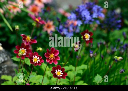 Dahlia notte Butterfly,collarette dalie,viola bianco a base di mirtillo palustre increspato fiori,fioritura,fiore,dahlia,RM Floral Foto Stock