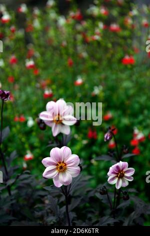 Dahlia Mystic Dreamer, syn Dahlia Candy Eyes, dark foliage, pallido rosa-bianco fiori, fiori, fioritura, RM Floral Foto Stock