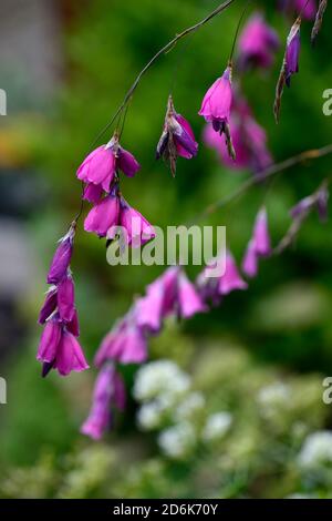 Dierama pulcherrimum,fiori viola,fiore,piante perenni,inarcamento,penzolante,appeso,a forma di campana,angeli canne da pesca,RM Floral Foto Stock