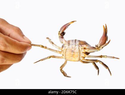 Granchio d'acqua dolce, granchio naturale isolato su sfondo bianco Foto Stock