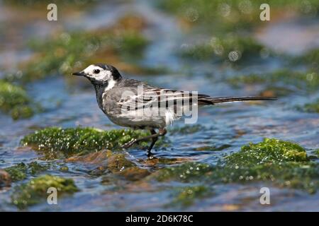 PIED WAGGAIL (Motacilla alba) alla ricerca di insetti in un flusso d'acqua dolce, Regno Unito. Foto Stock