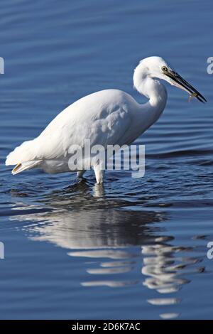 LITTLE EGRET con un pesce, Regno Unito. Foto Stock