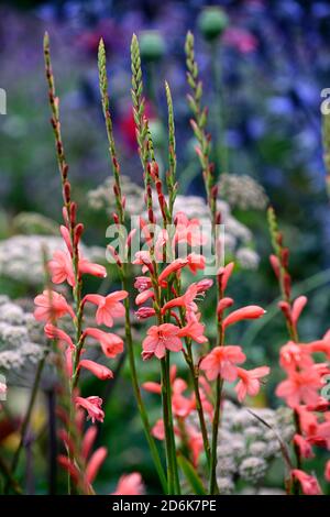 Watsonia Tresco ibridi, giglio di Bugle, arancio, fiore, fiori, Spike, Spikes, perenne, RM floreale Foto Stock