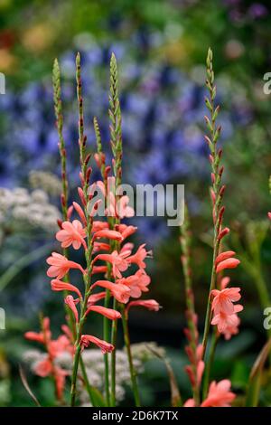 Watsonia pyramidata Peach Glow,Bugle Giglio,arancio,fiore,fiori,Spike,Spikes,perenne,RM Floral Foto Stock