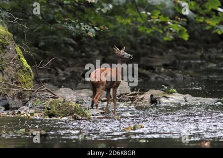 CAPRIOLO (Capreolus capreolus) che si trova in un fiume, Scozia, Regno Unito. Foto Stock