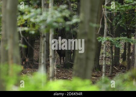Cervi pugnalate con antlers passeggiate tra i rami della foresta al momento dell'accoppiamento Foto Stock