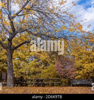 Bellissimi colori autunnali in un parco pubblico a Casciana Terme, Pisa, Toscana, Italia, con foglie che cadono dagli alberi e che coprono il terreno sottostante Foto Stock