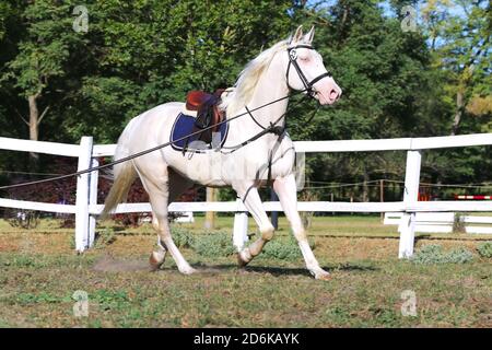 Equitazione sportiva in galoppo sotto sella senza pilota in show jumping evento estivo presso il centro di equitazione rurale Foto Stock