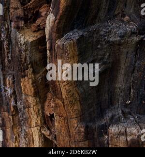 Vecchio tronco di albero decadente in una varietà di colori compreso grigio ocra e nero Foto Stock