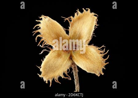 Fagus sylvatica, faggio europeo, Rotbuche, primo piano, cupola Foto Stock