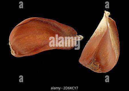 Fagus sylvatica, faggio europeo, Rotbuche, primo piano, nocciole, frutta (noci) Foto Stock