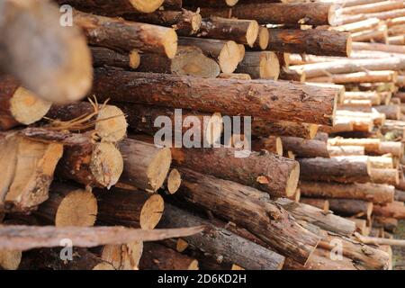 mazzo di alberi abbattuto vicino a un sito di registrazione. fuoco selettivo Foto Stock