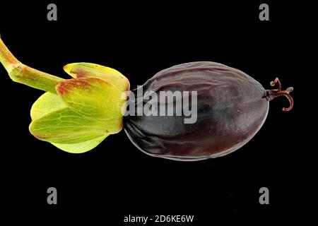 Hypericum androsaemum, Tutsan, Blut-Johanniskraut, primo piano, frutta Foto Stock