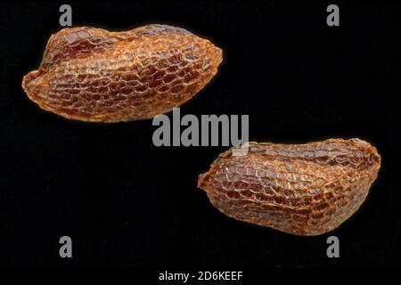 Hypericum androsaemum, Tutsan, Blut-Johanniskraut, primo piano, semi, lunghezza 0.8-1.3 mm Foto Stock