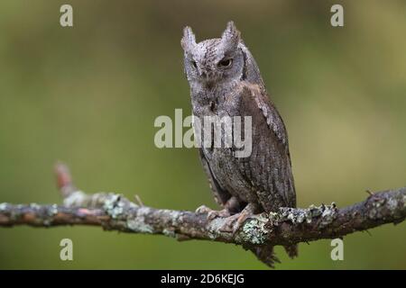 Vogel, Bird, Owl, Eule, Zwergohreule, gufo di scope eurasiane, Otus scops, carnivore, cacciatore, predatore, fauna, Foto Stock