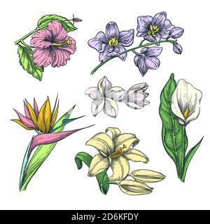 Insieme di fiori colorati tropicali, disegno vettoriale. Elementi di design floreali e natura tropica disegnati a mano. Hibiscus, plumeria, giglio, calla, orchi Illustrazione Vettoriale