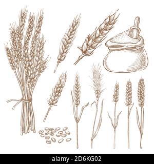 Illustrazione di schizzi vettoriali di cereali di frumento, sacchi di grano e farina. Elementi di design isolati disegnati a mano per prodotti da forno. Illustrazione Vettoriale