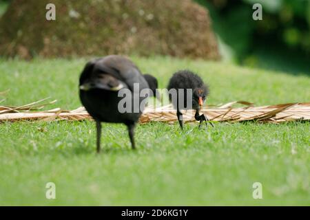 Moorhen (Gallinula tenebrosa) adulto che mangia giovane pulcino Foto Stock