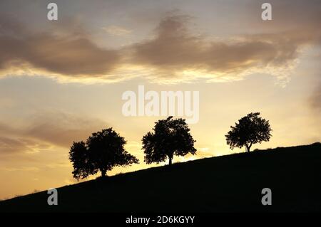 tre alberi di silhouette quando il sole è scomparso l'orizzonte Foto Stock