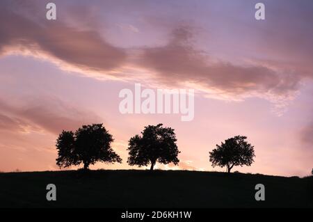 tre alberi di silhouette quando il sole è scomparso l'orizzonte Foto Stock