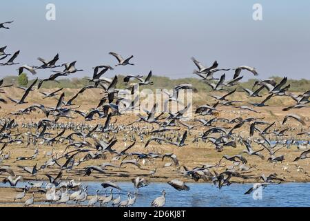 Grandi greggi di gru demoiselle anche noto come grus virgo Volare e la migrazione per gli inverni in Rajasthan India Foto Stock