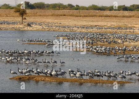 Grandi greggi di gru demoiselle anche noto come grus virgo Ai loro terreni migratori in Jodhpur Rajasthan India su 22 Gennaio 2018 Foto Stock