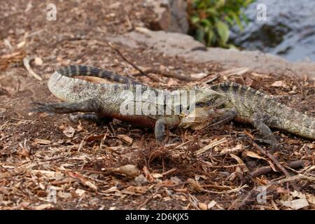 Drago d'acqua orientale (Intellagama lesueurii) I maschi combattono in una disputa territoriale durante la stagione primaverile dell'allevamento Foto Stock