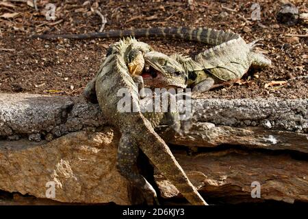 Drago d'acqua orientale (Intellagama lesueurii) I maschi combattono in una disputa territoriale durante la stagione primaverile dell'allevamento Foto Stock