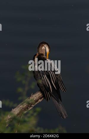 Oriental darter anche chiamato indiano darter che si siede su un albero Ramo e toccando le sue piume con il suo becco a Bharatpur Santuario degli uccelli in India Foto Stock