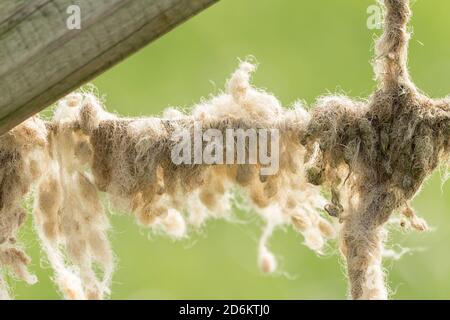 Fogli di lana su recinzioni filo aggrovigliato e opaco formando grumi. Vento soffiato sciolto lana o da pecora sfregando contro scherma accumula depositi. Foto Stock