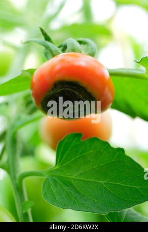 Solanum lycopersicum. Pomodori coltivati a serra che mostrano il marciume finale fiorito a causa della mancanza di calcio e dei relativi problemi di irrigazione. Foto Stock