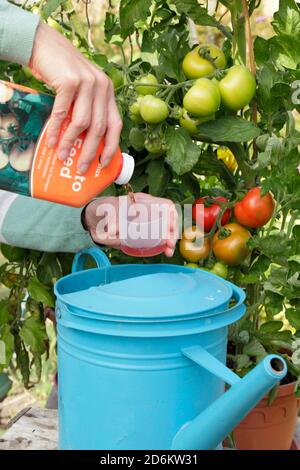 Solanum lycopersicum 'Money Maker'. Donna giardiniere annaffiatura pot coltivato piante di pomodoro all'aperto con alimentazione diluita per aiutare la crescita forte e fruttare. REGNO UNITO Foto Stock